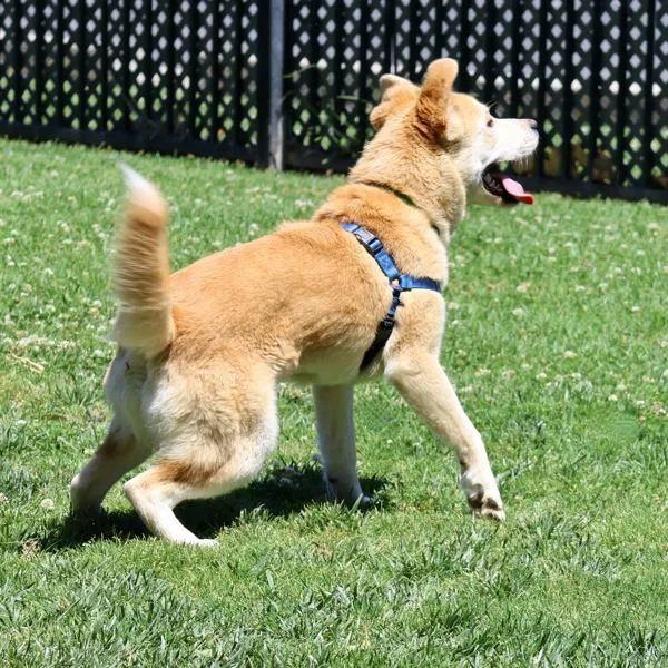 A young large-sized female Jindo dog named Butterball for adoption in Dublin, CA