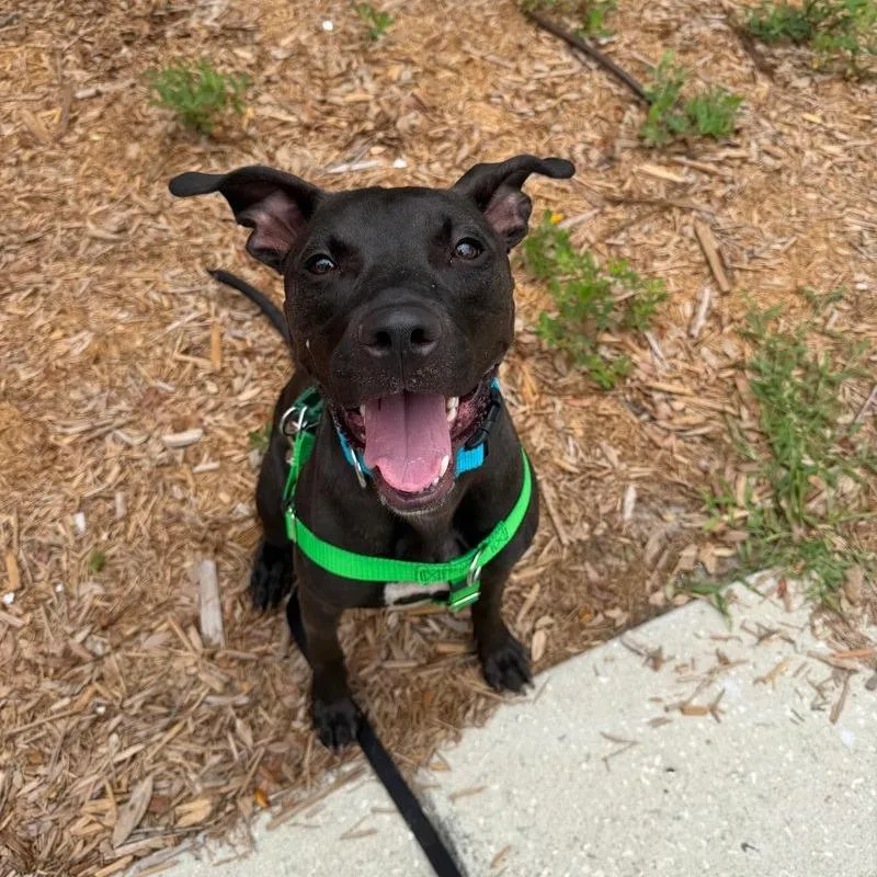 A young medium-sized female Black Terrier dog named Sylvie for adoption in Clearwater, FL