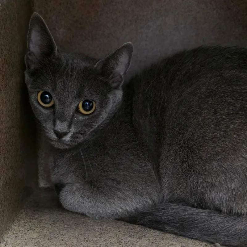 A young medium-sized female Gray / Blue / Silver Domestic Short Hair cat named Gracie for adoption in Abilene, TX