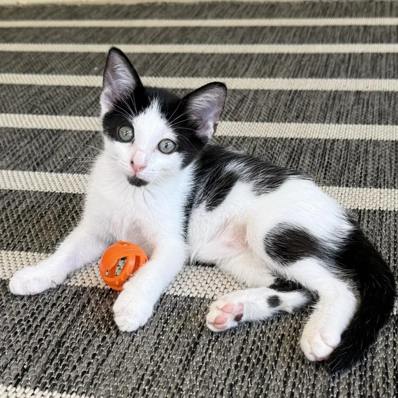 A baby small-sized female Black Domestic Short Hair cat named Panda for adoption in Jupiter, FL