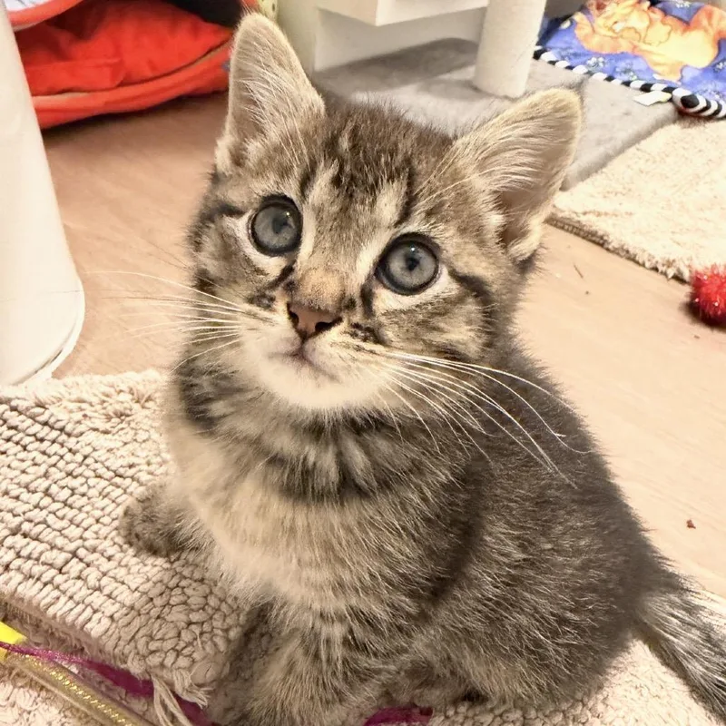 A baby small-sized male Brown / Chocolate Domestic Medium Hair cat named Lentil Bean A for adoption in SANTA ROSA BEACH, FL