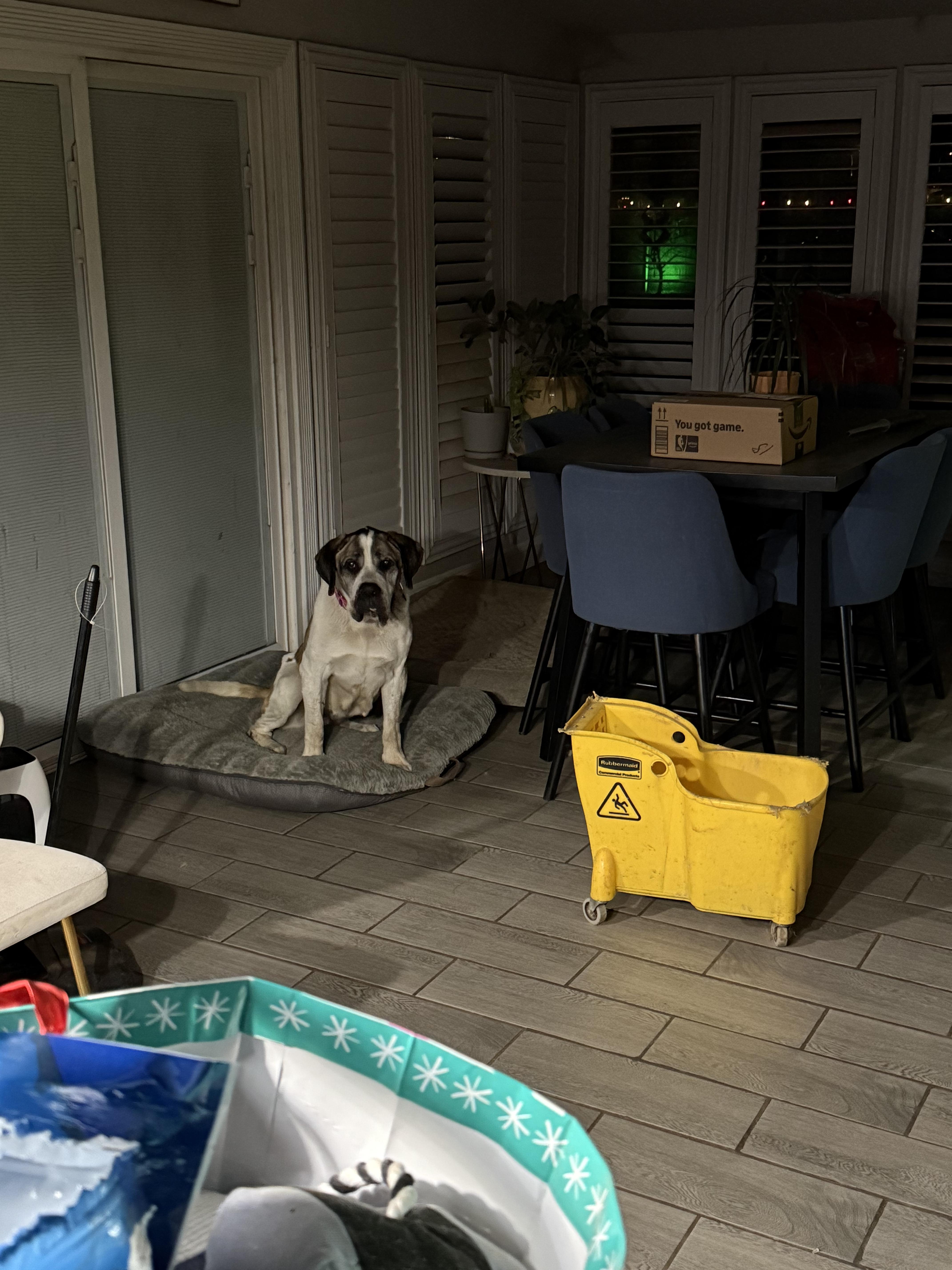 Buttercup thumbnail 3