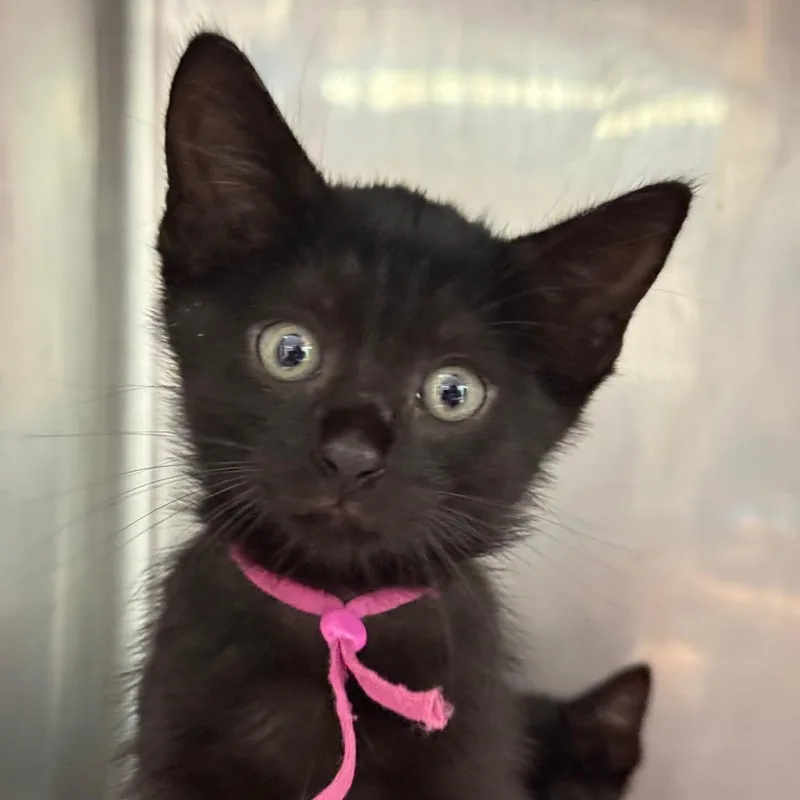 A baby small-sized female Black Domestic Short Hair cat named Angelica for adoption in Lauderhill, FL