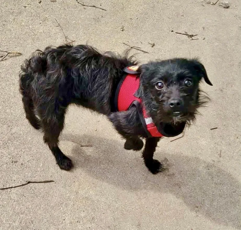 Persimmon thumbnail 2