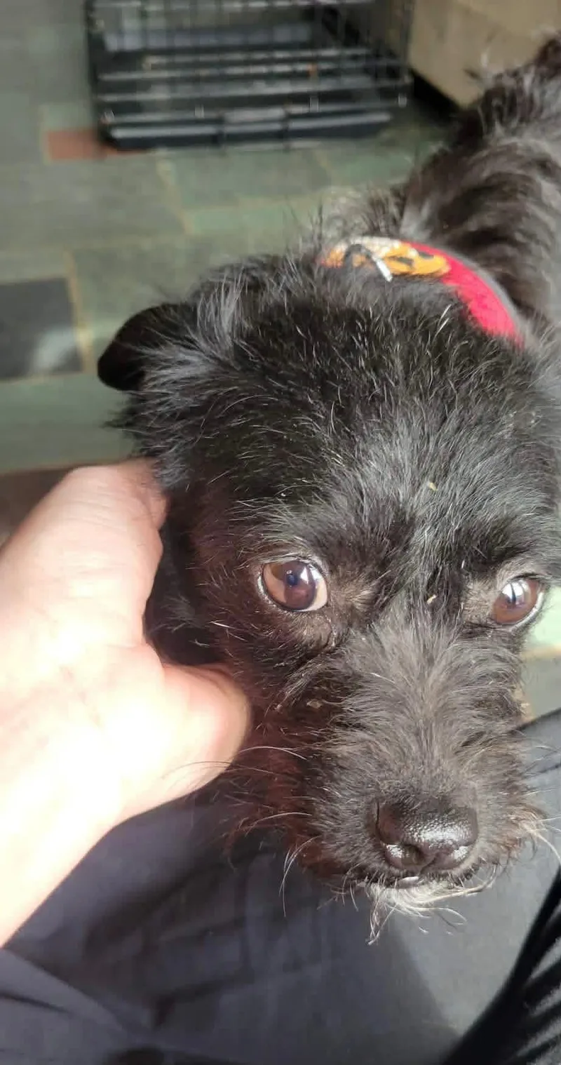 Persimmon thumbnail 3