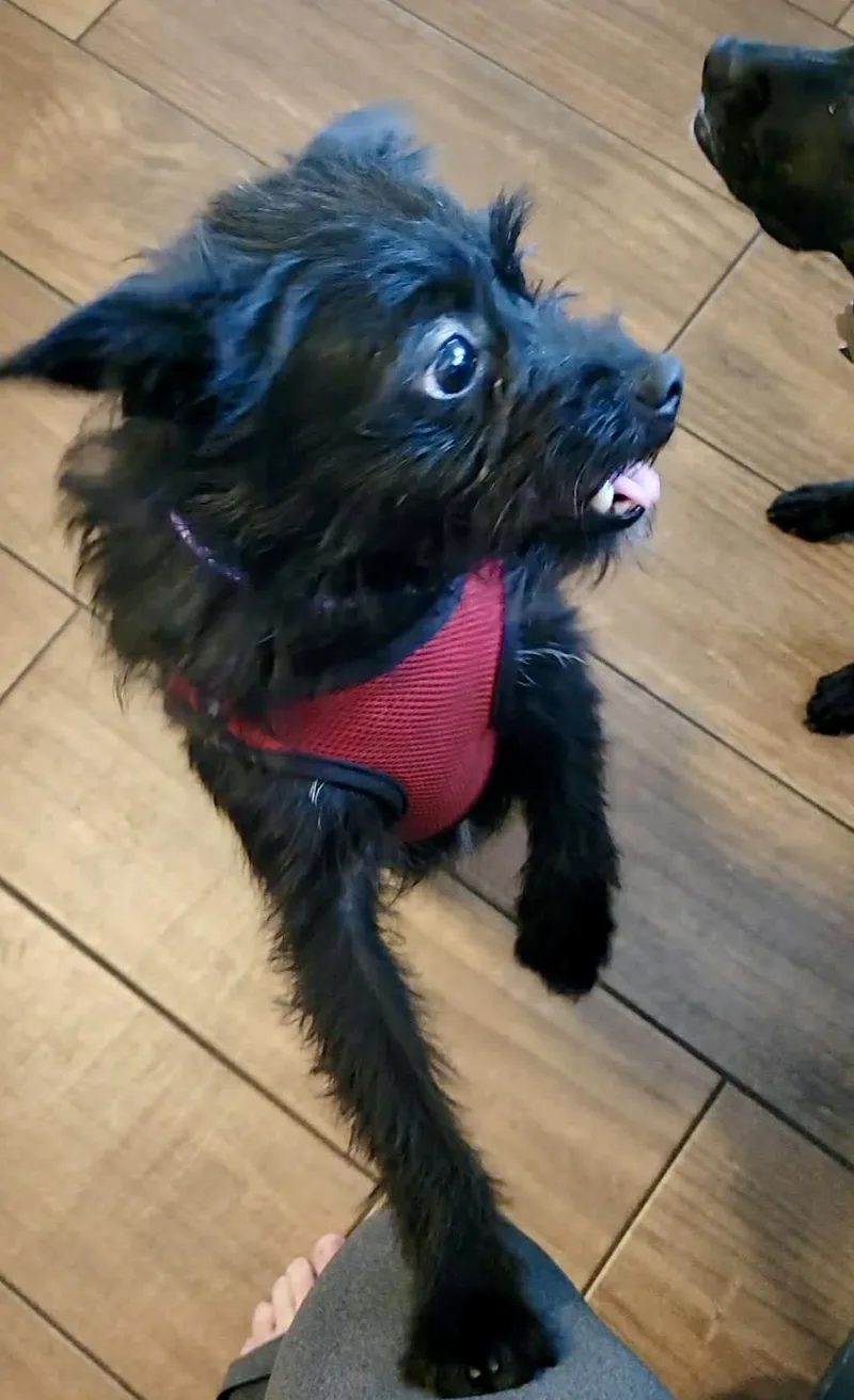 An adult small-sized female Black Yorkshire Terrier dog named Persimmon for adoption in Yorktown, VA