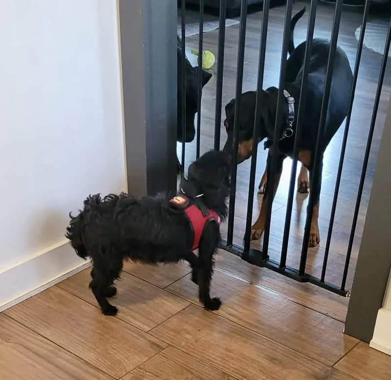 Persimmon thumbnail 4