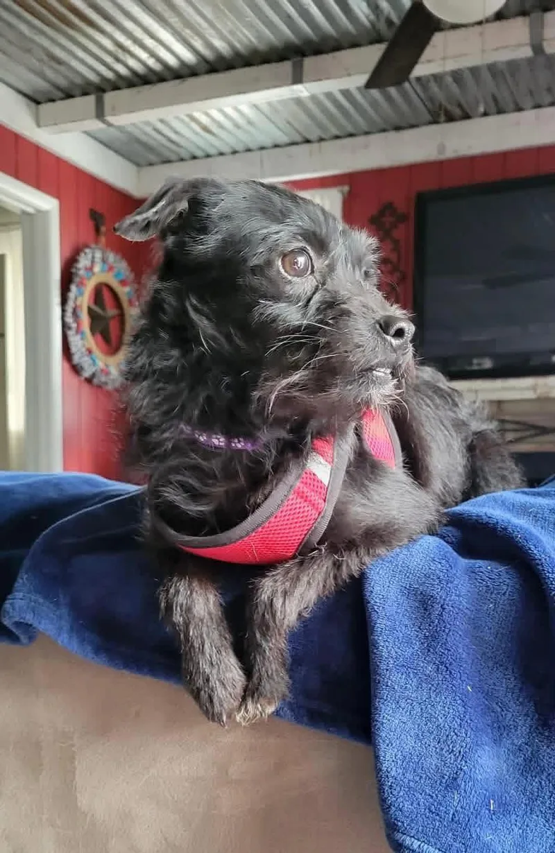 Persimmon thumbnail 5