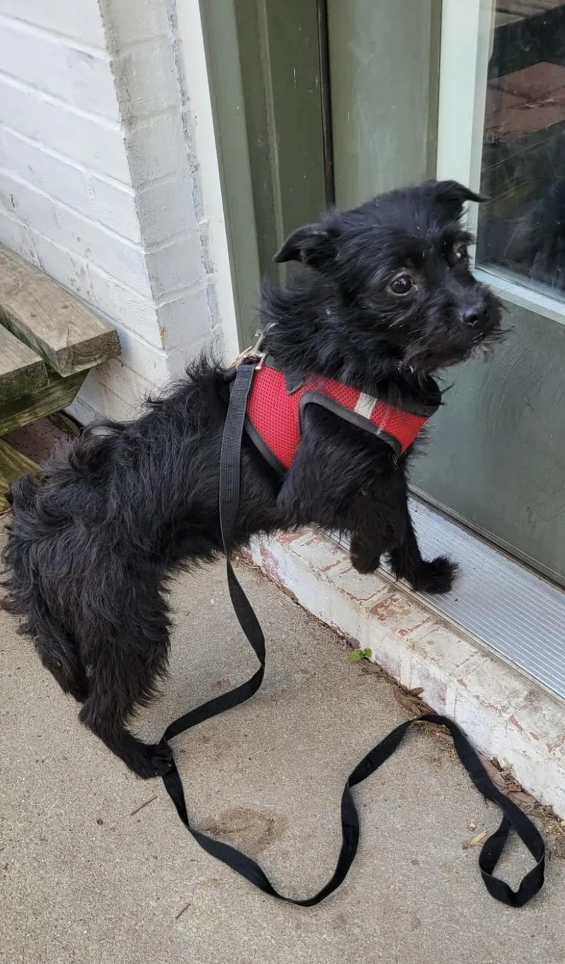 Persimmon thumbnail 6