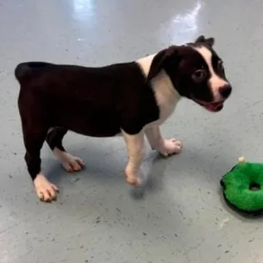 Delilah