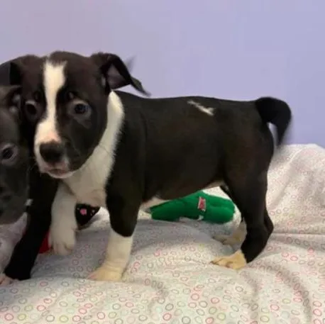 Delilah thumbnail 3