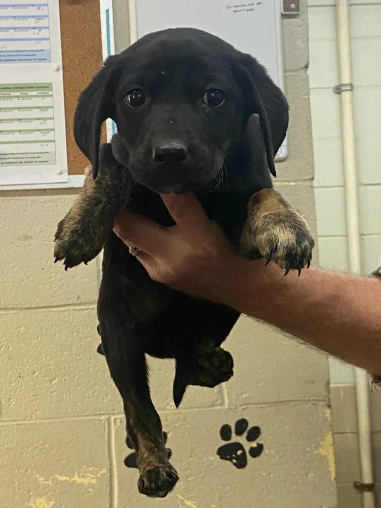 A baby medium-sized male Labrador Retriever dog named Bodie for adoption in Swainsboro, GA