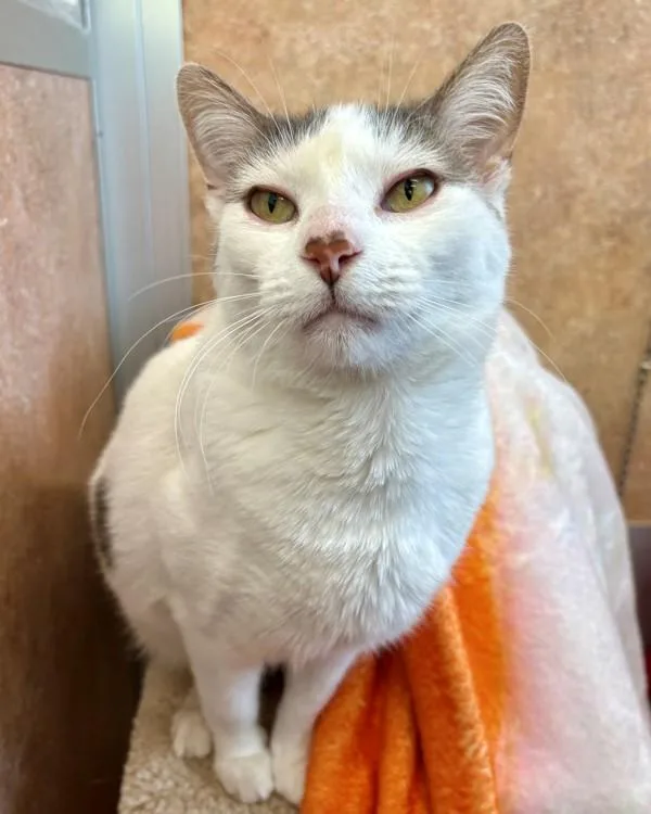 An adult small-sized female Domestic Short Hair cat named Pia for adoption in Novato, CA