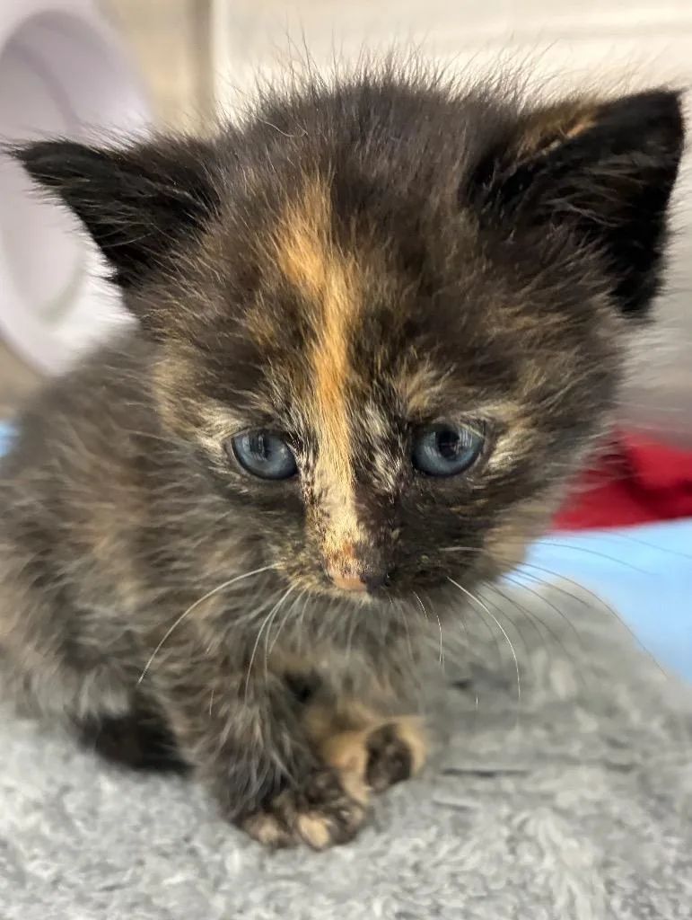 A baby medium-sized female Domestic Short Hair cat named Mercury for adoption in Hartsville, SC