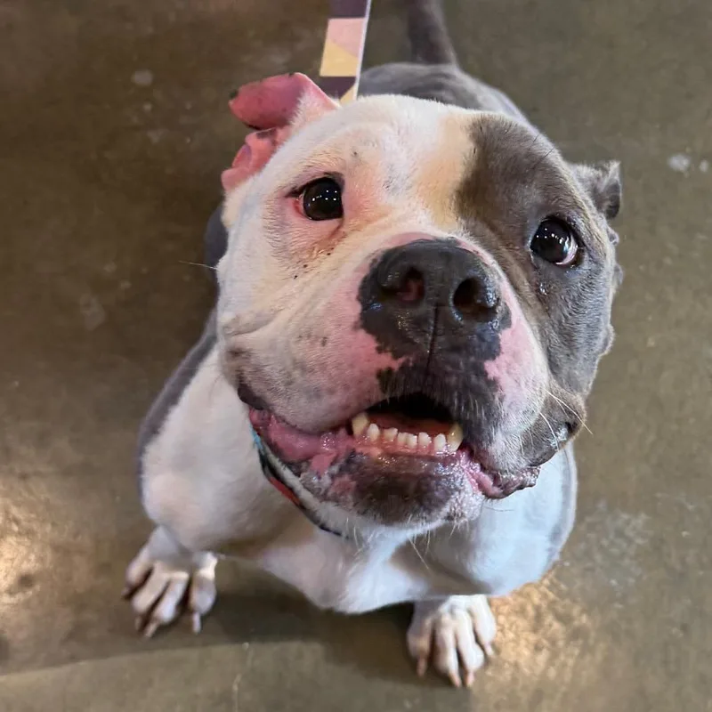 An adult medium-sized female Gray / Blue / Silver Pit Bull Terrier dog named Pink Moscato for adoption in Newark, DE