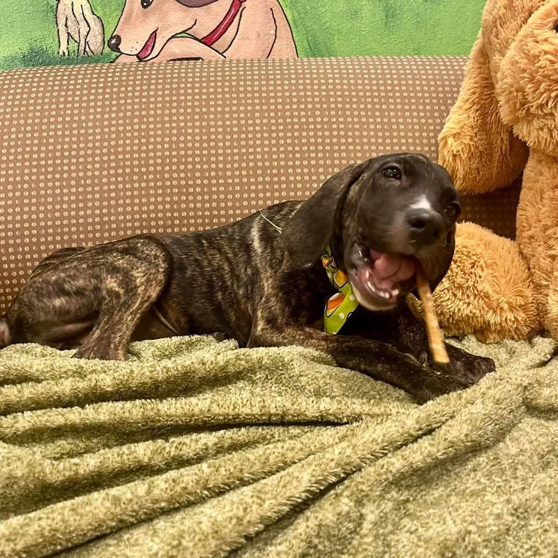 A baby large-sized female Cane Corso dog named Mapel for adoption in Blairstown, NJ