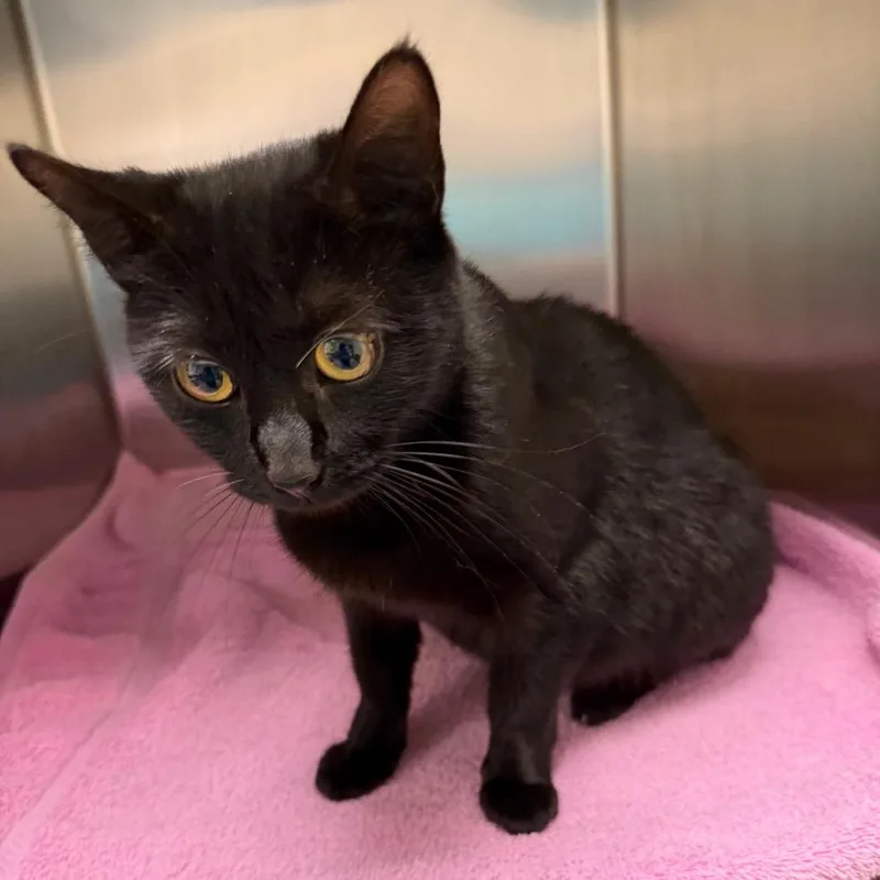 An adult medium-sized female Black Domestic Short Hair cat named Itty Bitty for adoption in Charlottesville, VA