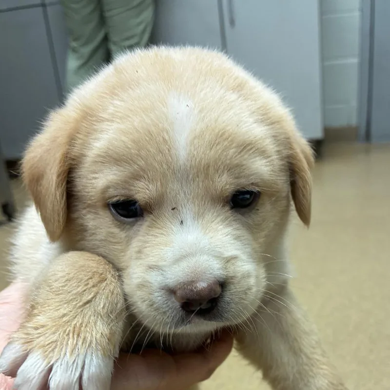 A baby small-sized male Yellow / Tan / Blond / Fawn Labrador Retriever dog named Thing for adoption in Corpus Christi, TX
