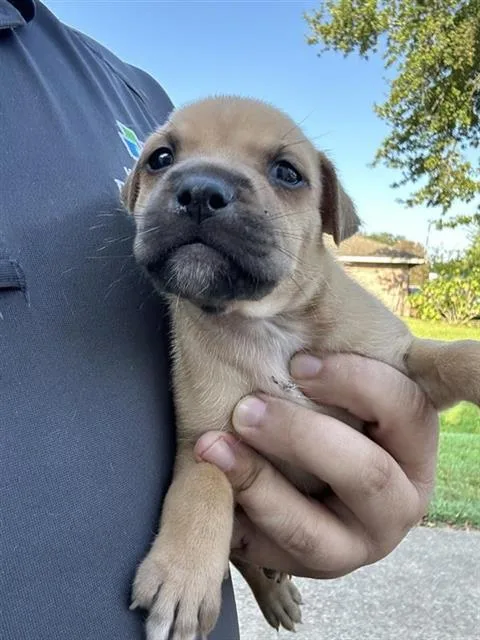 A baby small-sized female Labrador Retriever dog named A for adoption in Houston, TX
