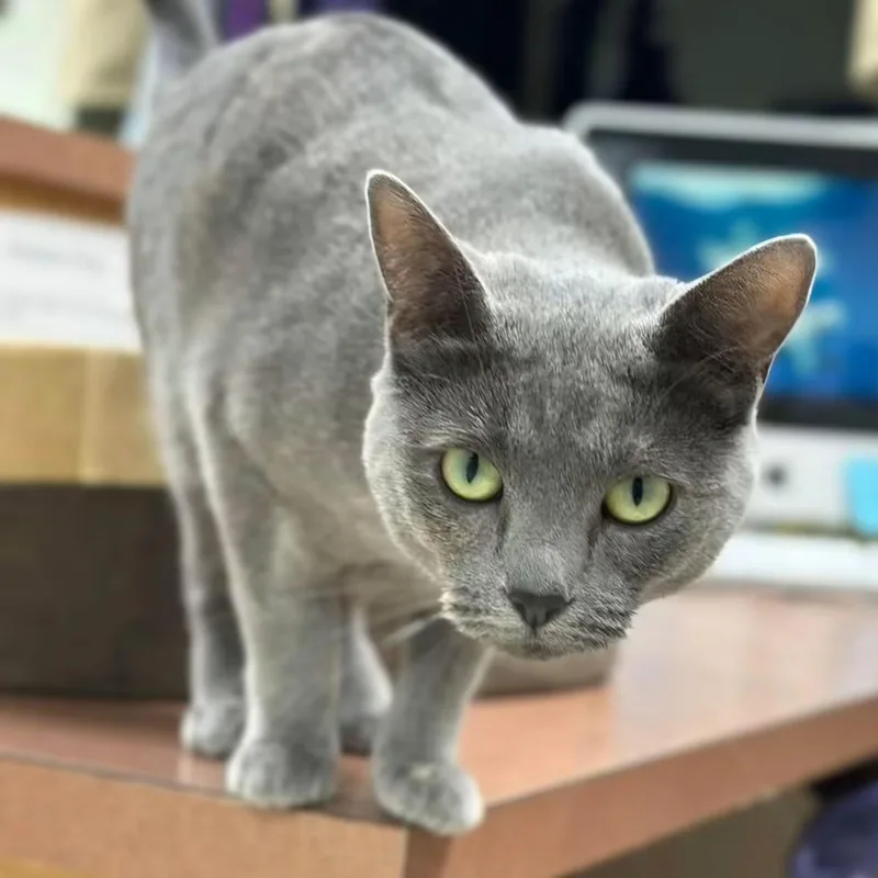 A young medium-sized female Dilute Tortoiseshell Domestic Short Hair cat named Chantilly for adoption in Grand Rapids, MI
