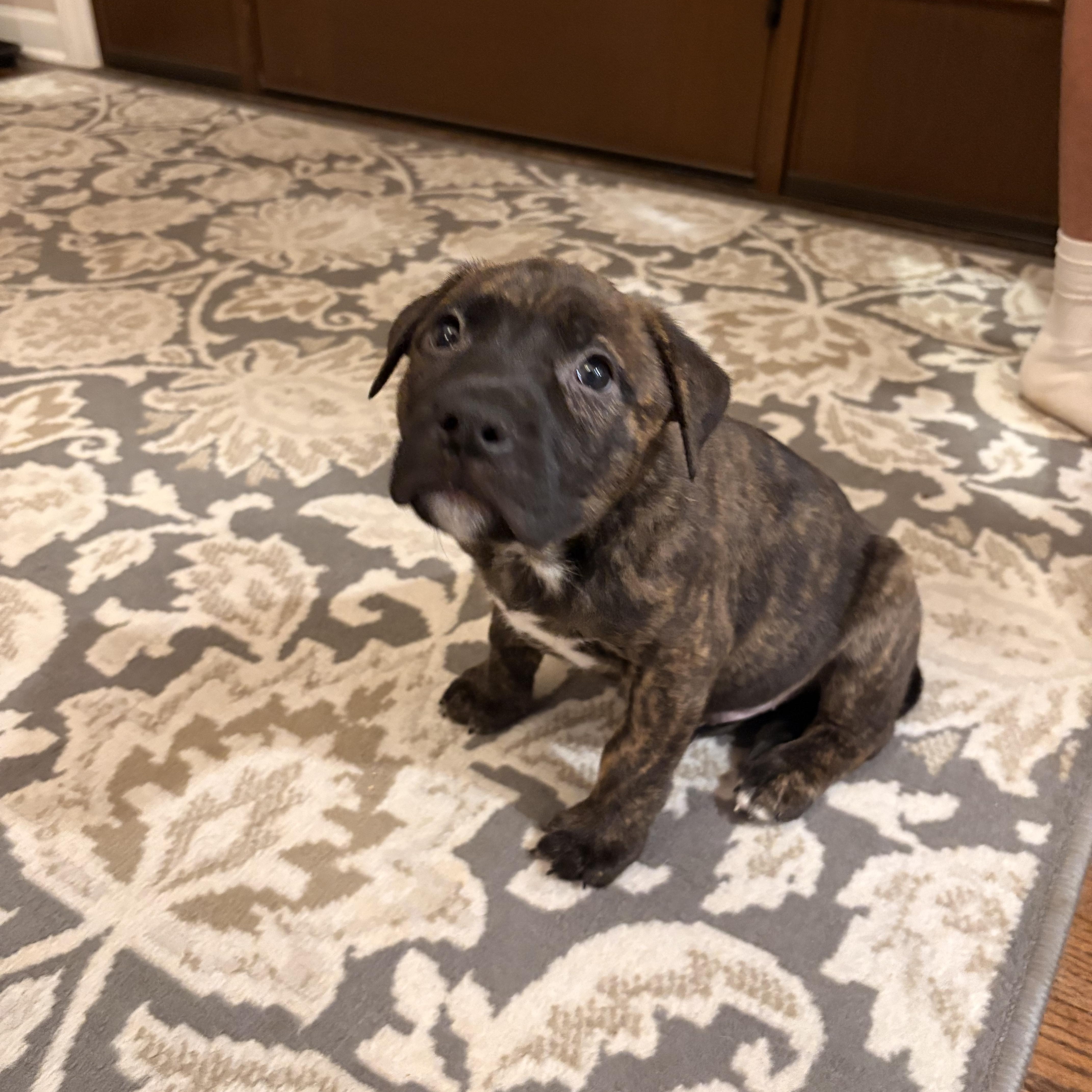 A baby large-sized male Brindle Catahoula Leopard Dog dog named Cash for adoption in Union Grove, WI