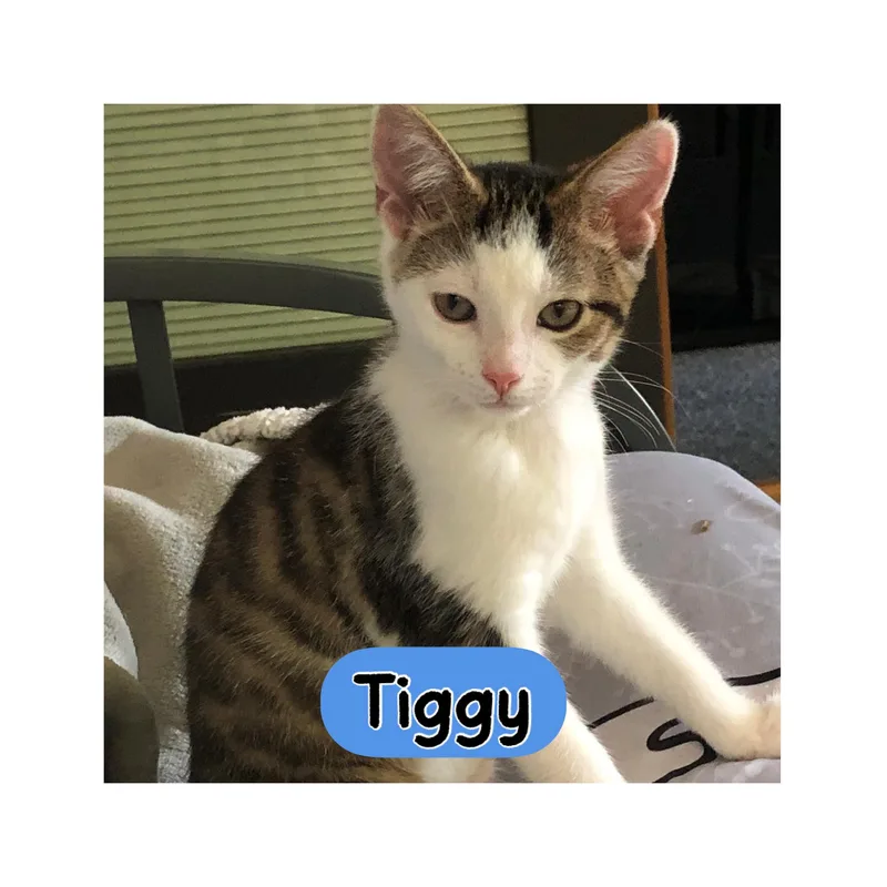A baby medium-sized male Tabby (Brown / Chocolate) Domestic Short Hair cat named Tiggy for adoption in Warren, OH