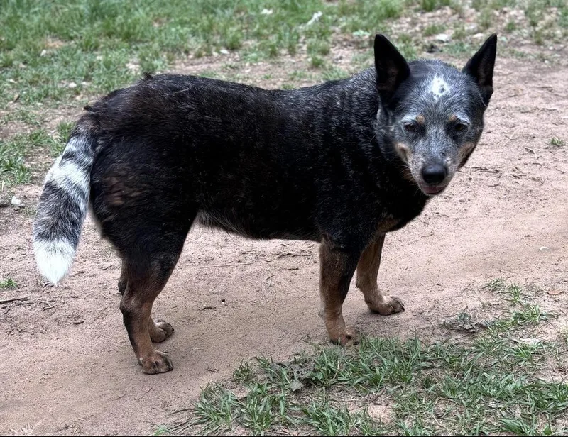 An adult medium-sized female Tricolor (Brown, Black, & White) Australian Cattle Dog / Blue Heeler dog named Bluebell for adoption in Brookshire, TX