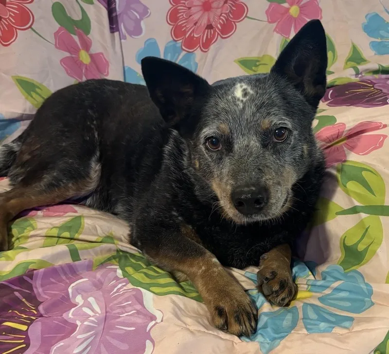 Bluebell thumbnail 2