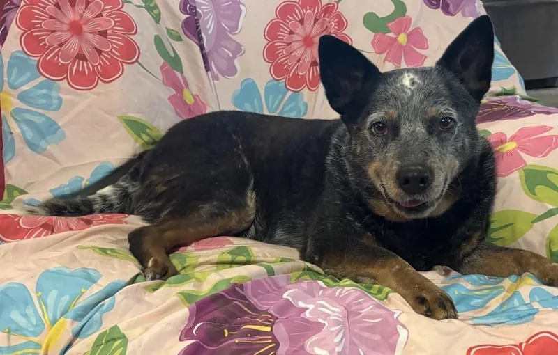 Bluebell thumbnail 3