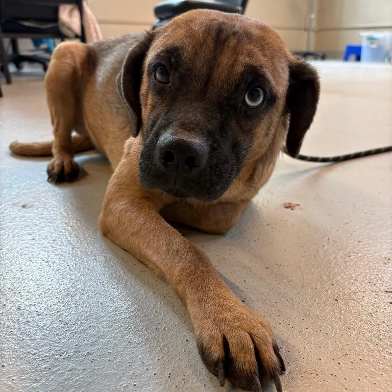 An adult medium-sized male Brown / Chocolate Mixed Breed dog named Brenn for adoption in Huntington, WV