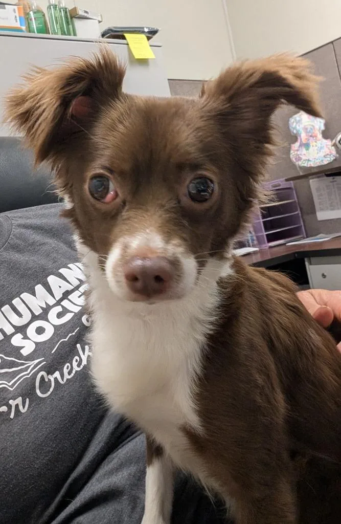 A young small-sized female Chihuahua dog named Pebbles for adoption in Seven Points, TX