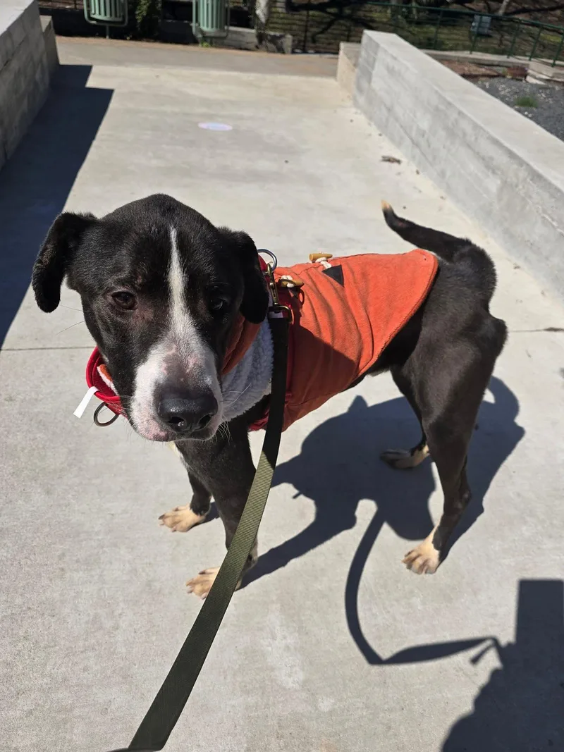 Ferdinand thumbnail 2