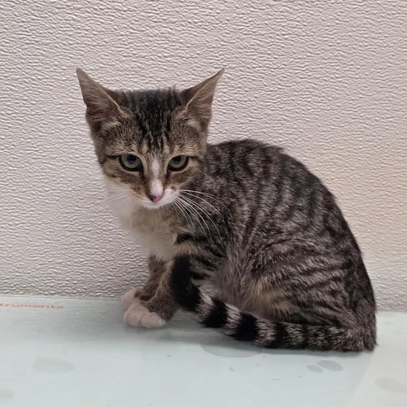 A baby small-sized female Domestic Short Hair cat named Stray HoldWillow for adoption in Albuquerque, NM