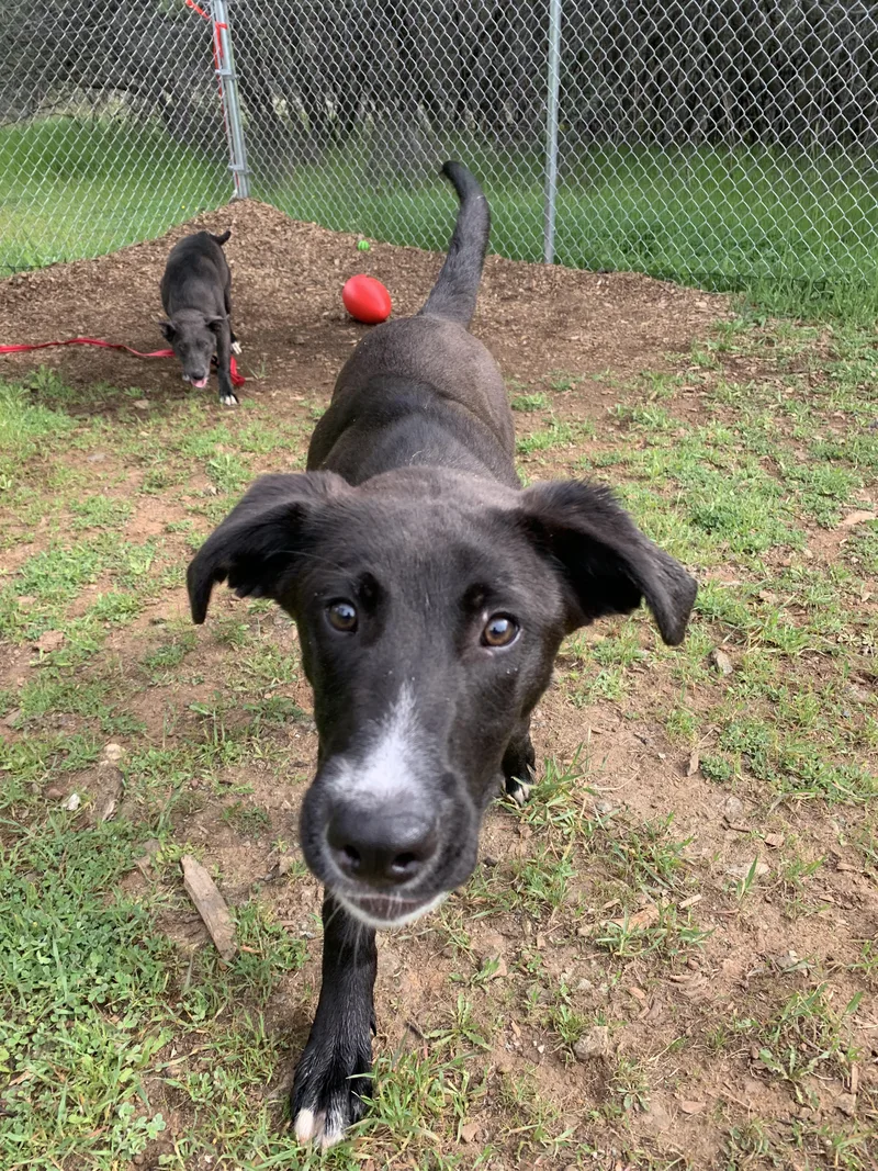 A young large-sized male Black Shepherd dog named Jack for adoption in Grass Valley, CA