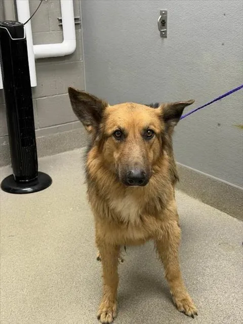 An adult large-sized male German Shepherd Dog dog named Drake for adoption in Las Vegas, NV
