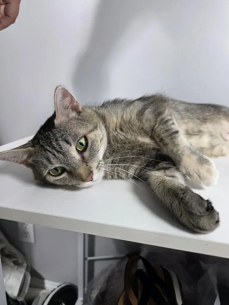 An adult medium-sized female Tabby cat named Freya for adoption in Evansville, IN