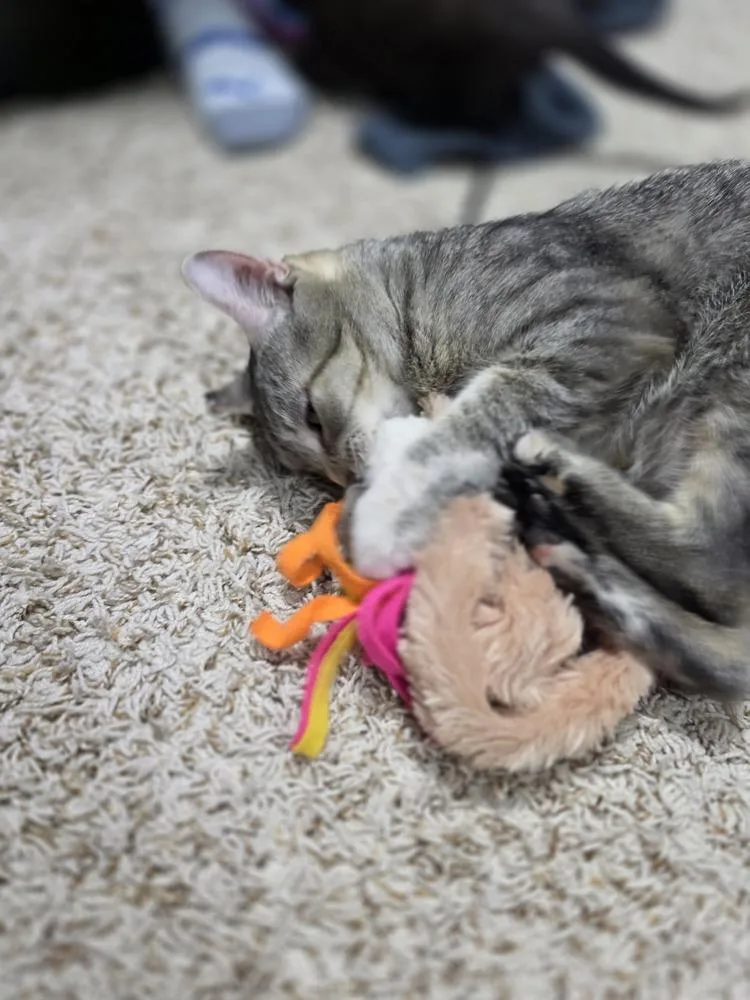 Freya thumbnail 2