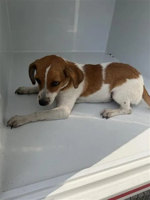 A baby small-sized male Beagle dog named A for adoption in Houston, TX