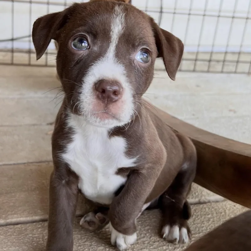 A baby medium-sized male Brown / Chocolate Chocolate Labrador Retriever dog named Dipper for adoption in Hamilton , NJ