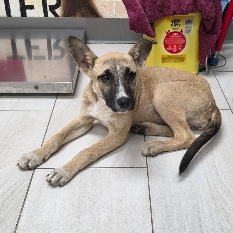 A baby small-sized female Yellow / Tan / Blond / Fawn Shepherd dog named Parker for adoption in Lufkin, TX