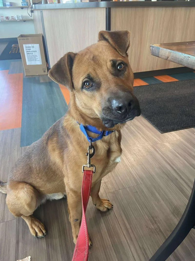 Orange Juice thumbnail 2