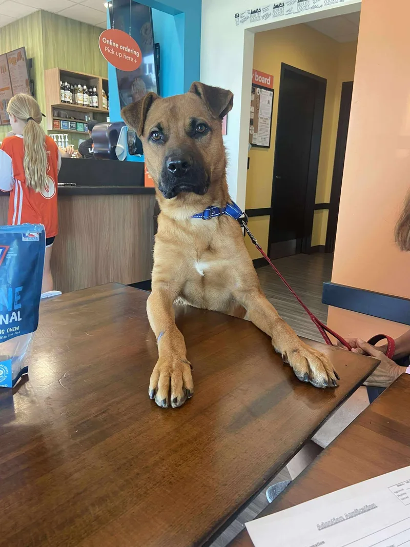 Orange Juice thumbnail 3