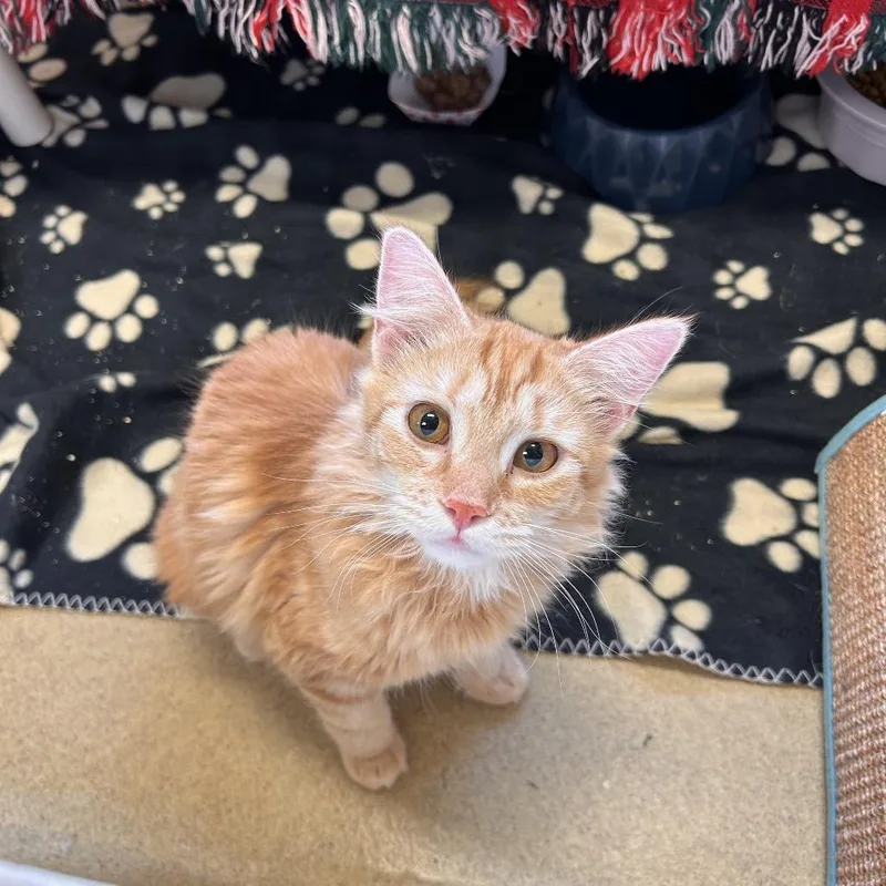 An adult medium-sized female Orange / Red Domestic Medium Hair cat named Dana for adoption in Birdsboro, PA