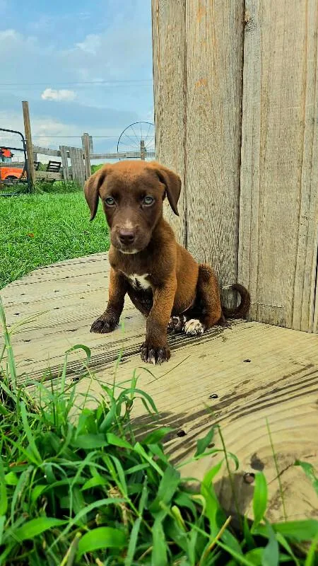 Sausage