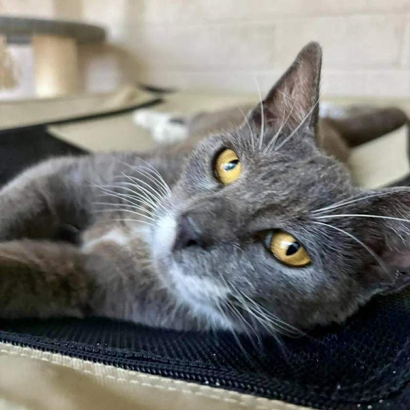 A baby small-sized female Gray / Blue / Silver Domestic Short Hair cat named Popcorn for adoption in Baytown, TX