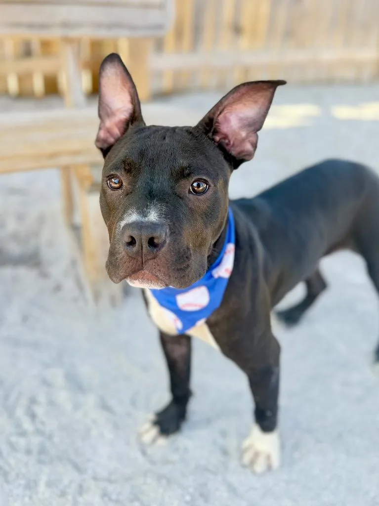 A baby medium-sized male Mixed Breed dog named C Albus for adoption in Muskegon, MI