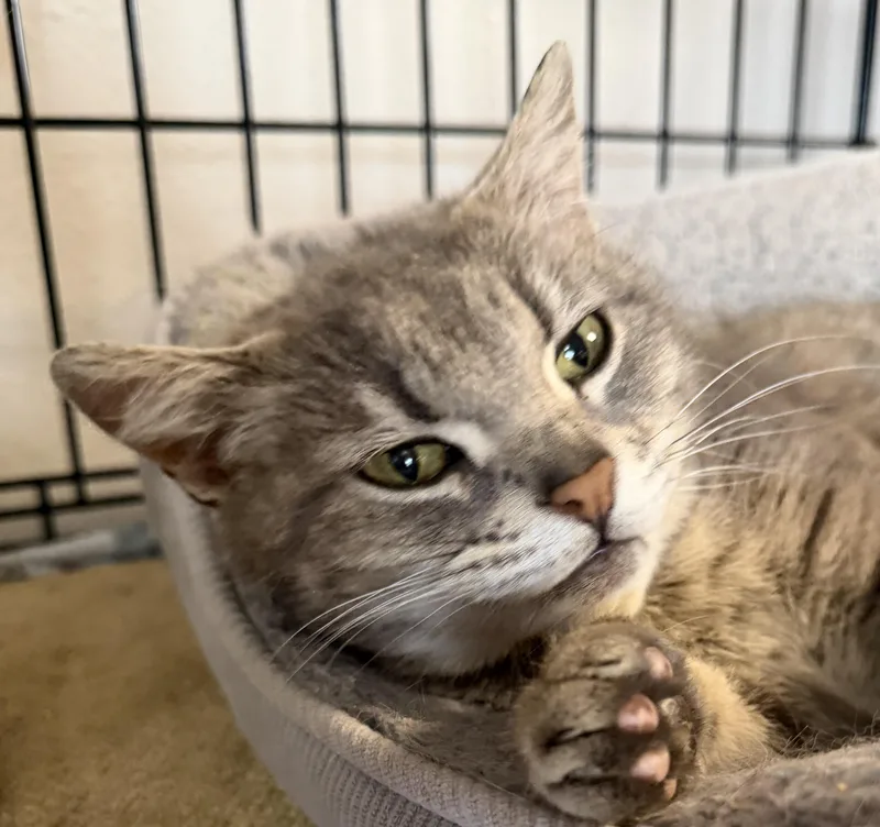 An adult medium-sized female Tabby (Gray / Blue / Silver) Domestic Short Hair cat named Cinder for adoption in Tillamook, OR