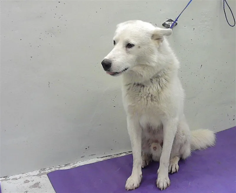 An adult large-sized male Siberian Husky dog named A for adoption in Houston, TX