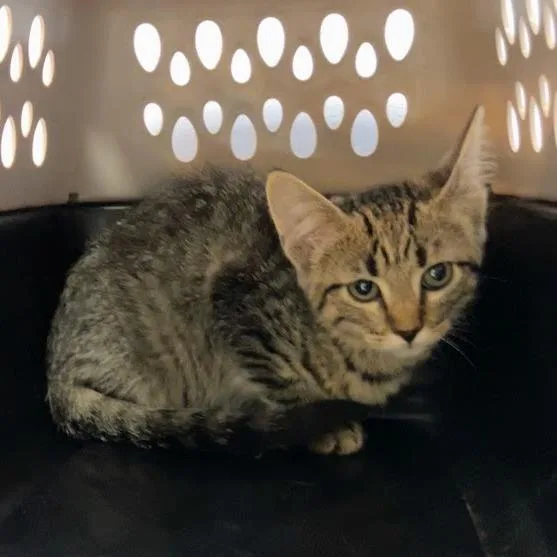 A baby small-sized female Brown / Chocolate Domestic Short Hair cat named Ruby for adoption in DeKalb, IL