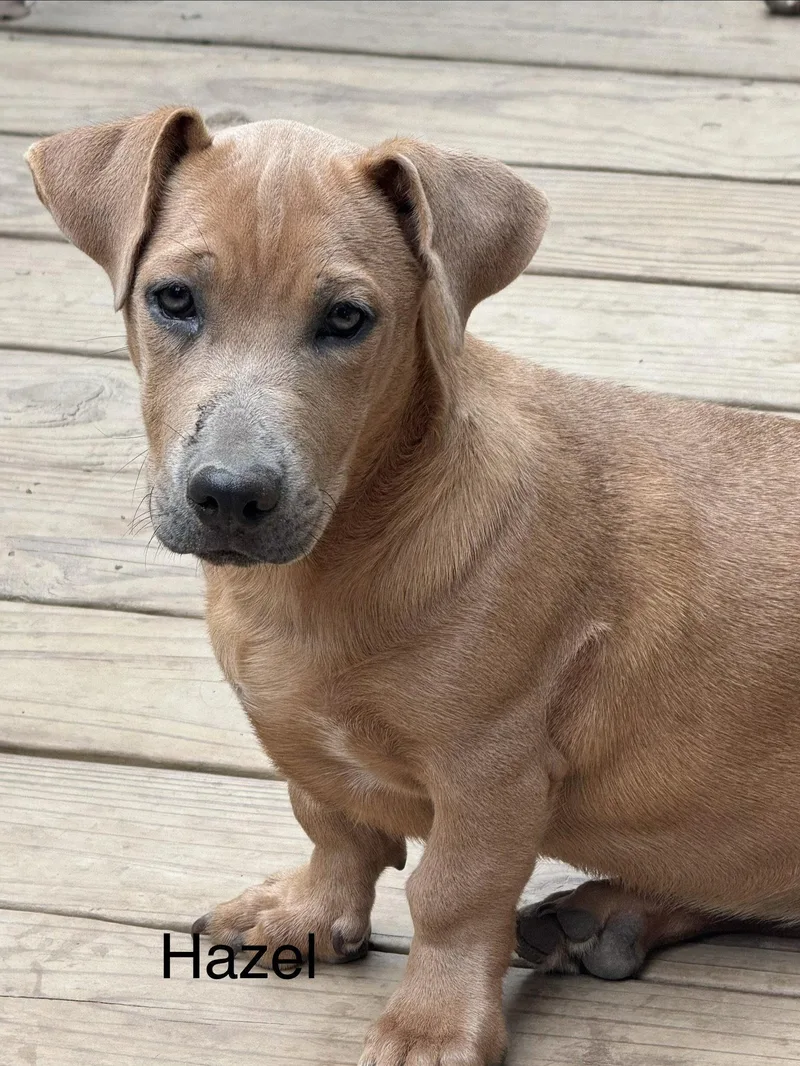 A young medium-sized female Labrador Retriever dog named Hazel month AVA for adoption in Sterling, MA